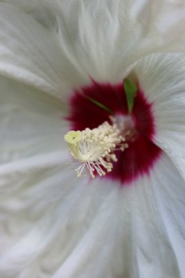 Hibiscus moscheutos 'Old Yella' - ibišek bahenní - květ detail